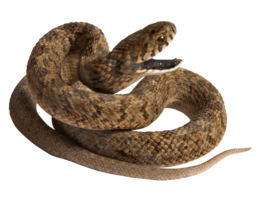 animals & Snake free transparent png image.