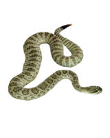 animals & snake free transparent png image.