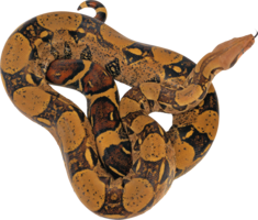 animals & Snake free transparent png image.