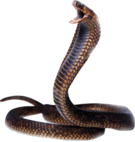 animals & Snake free transparent png image.