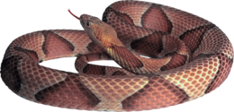 animals & snake free transparent png image.