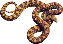 animals & Snake free transparent png image.