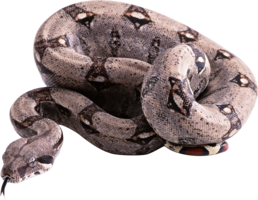 animals & Snake free transparent png image.