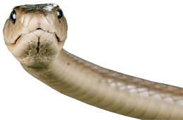 animals & Snake free transparent png image.