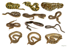 animals & Snake free transparent png image.