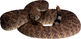 animals & Snake free transparent png image.