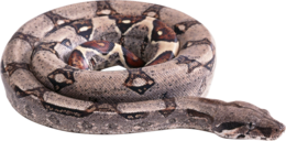 animals & snake free transparent png image.