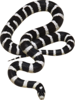 animals & Snake free transparent png image.