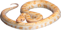 animals & Snake free transparent png image.