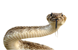 animals & Snake free transparent png image.