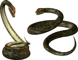 animals & Snake free transparent png image.