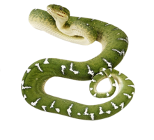 animals & snake free transparent png image.