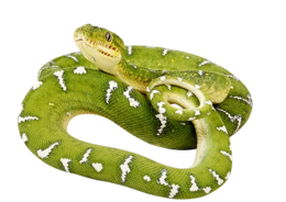 animals & snake free transparent png image.