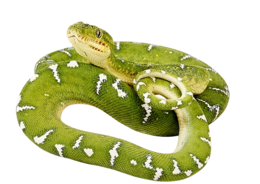 animals & Snake free transparent png image.