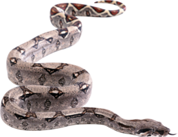 animals & Snake free transparent png image.