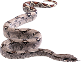 animals & snake free transparent png image.