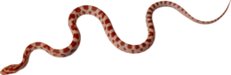 animals & snake free transparent png image.