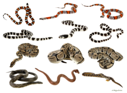 animals & snake free transparent png image.