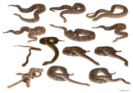 animals & Snake free transparent png image.