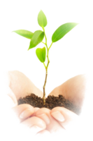 nature & soil free transparent png image.