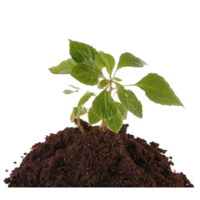 nature & Soil free transparent png image.