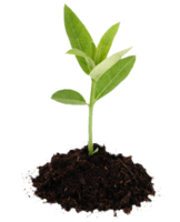 nature & Soil free transparent png image.