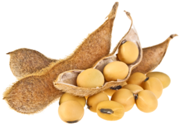 vegetables & soybean free transparent png image.