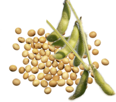 vegetables & soybean free transparent png image.