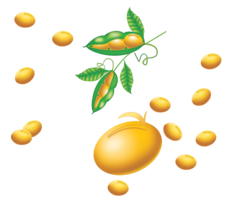 vegetables & soybean free transparent png image.