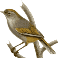 animals & sparrow free transparent png image.