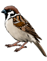 animals & sparrow free transparent png image.