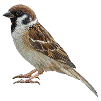 animals & Sparrow free transparent png image.