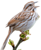 animals & sparrow free transparent png image.