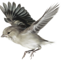 animals & sparrow free transparent png image.