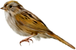 animals & sparrow free transparent png image.