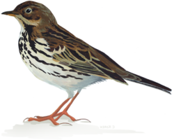 animals & sparrow free transparent png image.