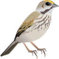 animals & sparrow free transparent png image.
