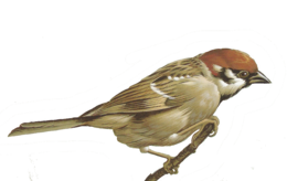 animals & sparrow free transparent png image.