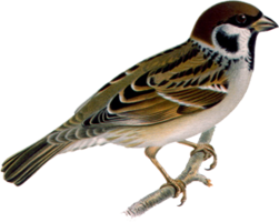 animals & sparrow free transparent png image.