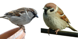 animals & sparrow free transparent png image.