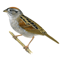 animals & sparrow free transparent png image.