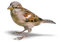 animals & Sparrow free transparent png image.