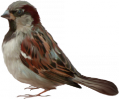 animals & sparrow free transparent png image.