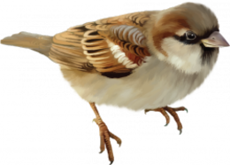 animals & sparrow free transparent png image.