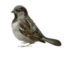 animals & sparrow free transparent png image.