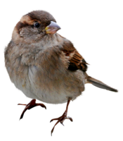 animals & sparrow free transparent png image.