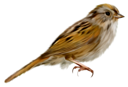 animals & Sparrow free transparent png image.