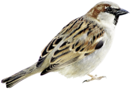 animals & sparrow free transparent png image.