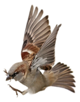 animals & sparrow free transparent png image.