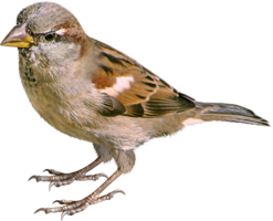 animals & sparrow free transparent png image.